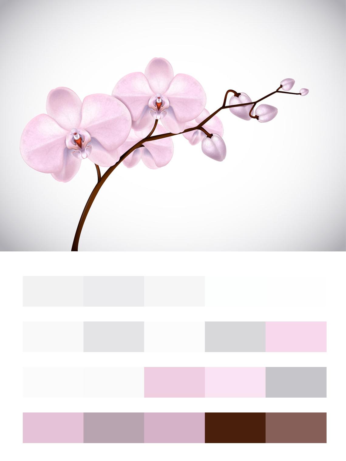 Веточка розовой орхидеи цвета