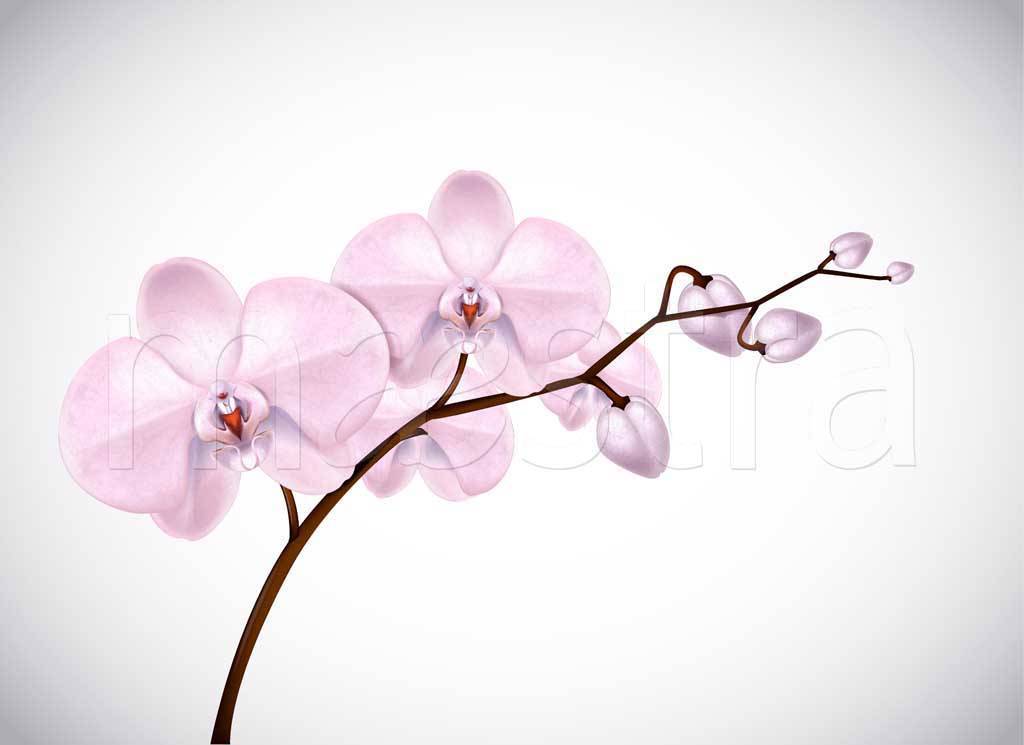 Фотообои Веточка розовой орхидеи